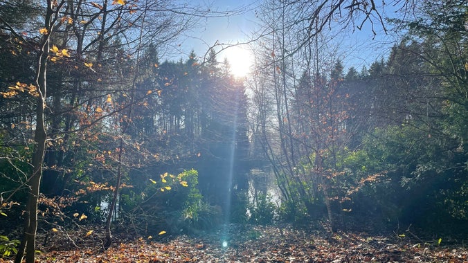 Winter sun in the woods